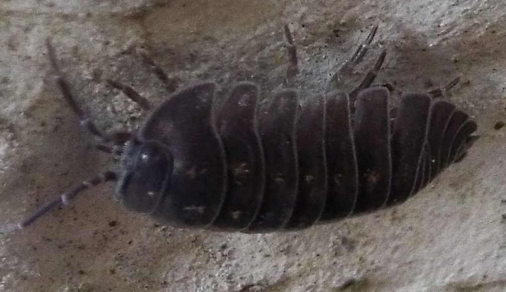 Armadillidium depressum (Armadillidiidae)